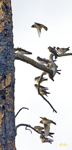 Swallows Roost